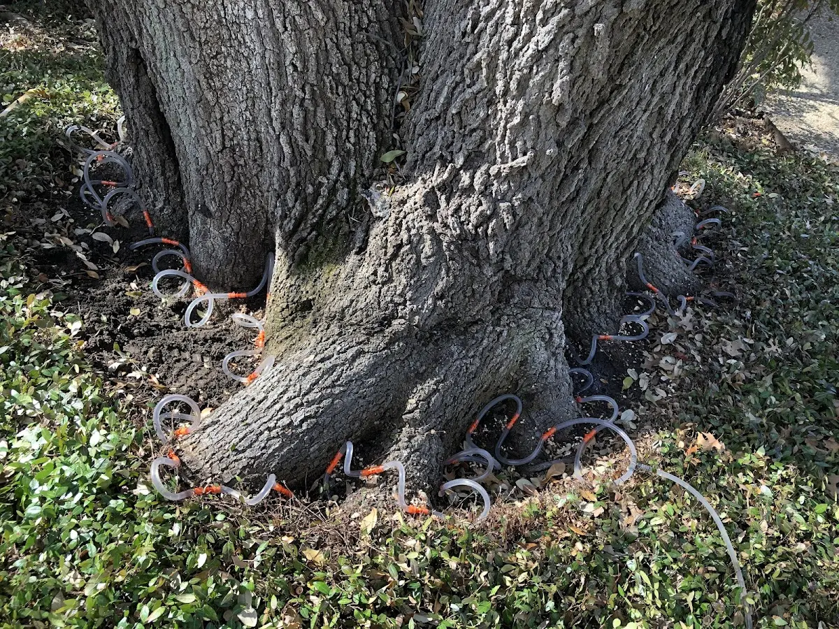 Detailed Tree Cabling and Bracing job site in Onyx