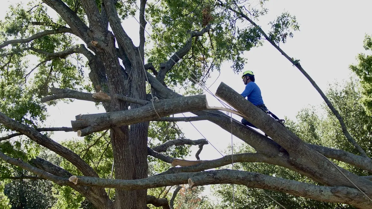 Professional Crown Thinning performed by certified arborists in Onyx