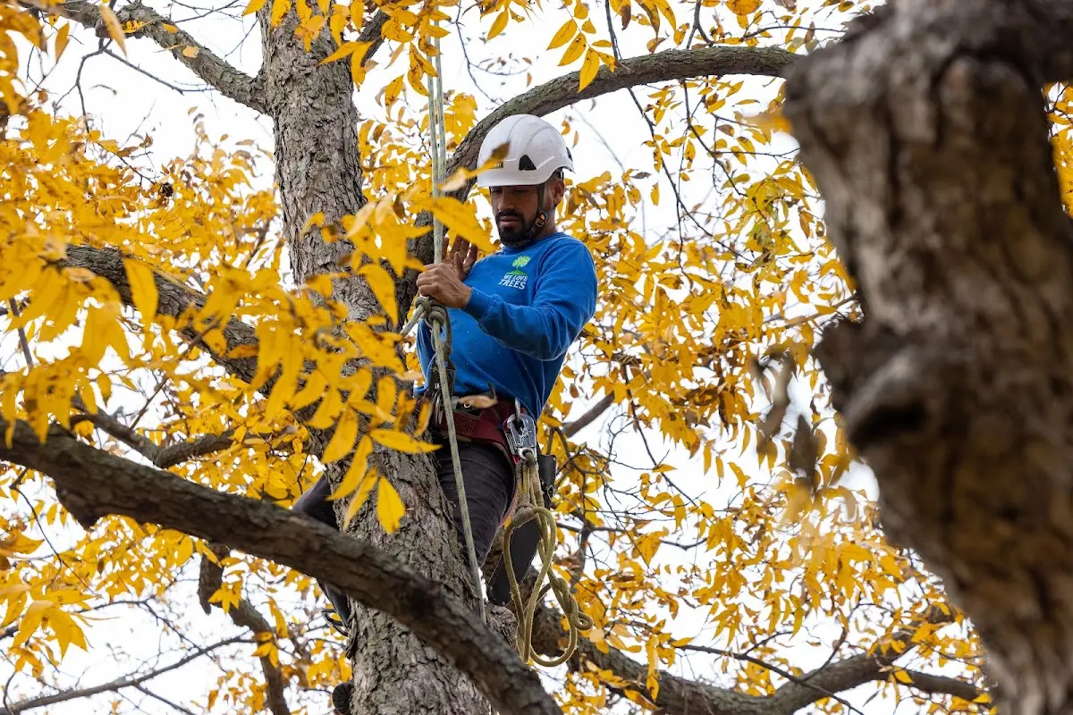 Skilled Storm Damage Cleanup crew working in Onyx